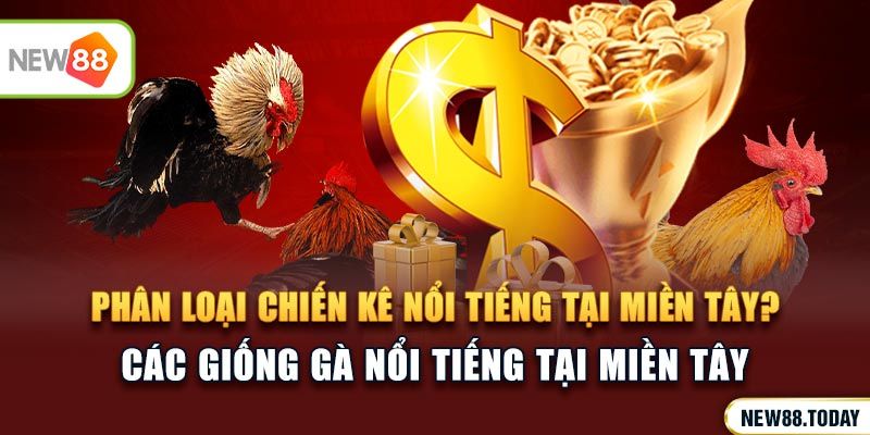 Đá gà Miền Tây có gì hấp dẫn?